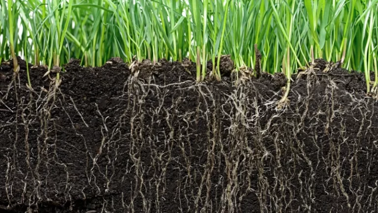 Plantas bajo estrés: la combinación multifactorial