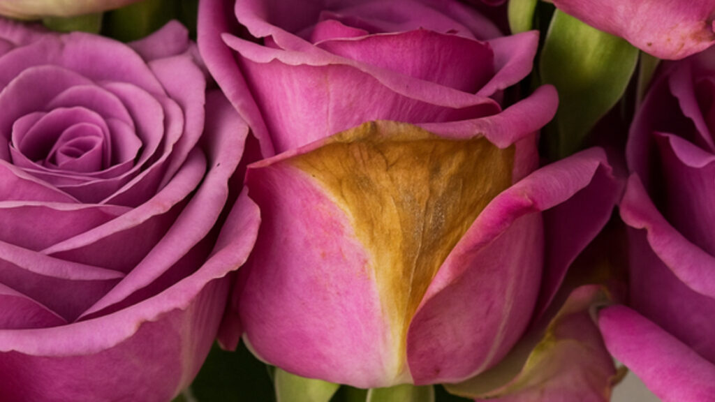 Modelos epidemiológicos como base para el manejo del moho gris en rosas en la floricultura colombiana