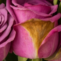 Modelos epidemiológicos como base para el manejo del moho gris en rosas en la floricultura colombiana