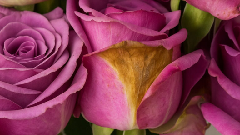 Modelos epidemiológicos como base para el manejo del moho gris en rosas en la floricultura colombiana