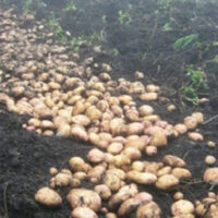 Control de Rhizoctonia solani en papa