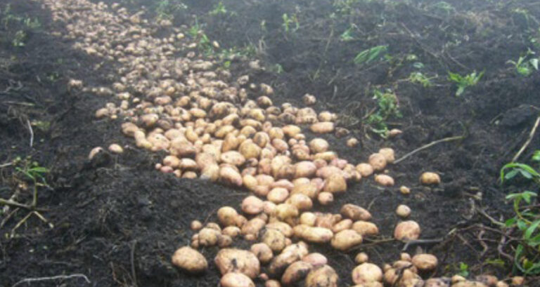 Control de Rhizoctonia solani en papa