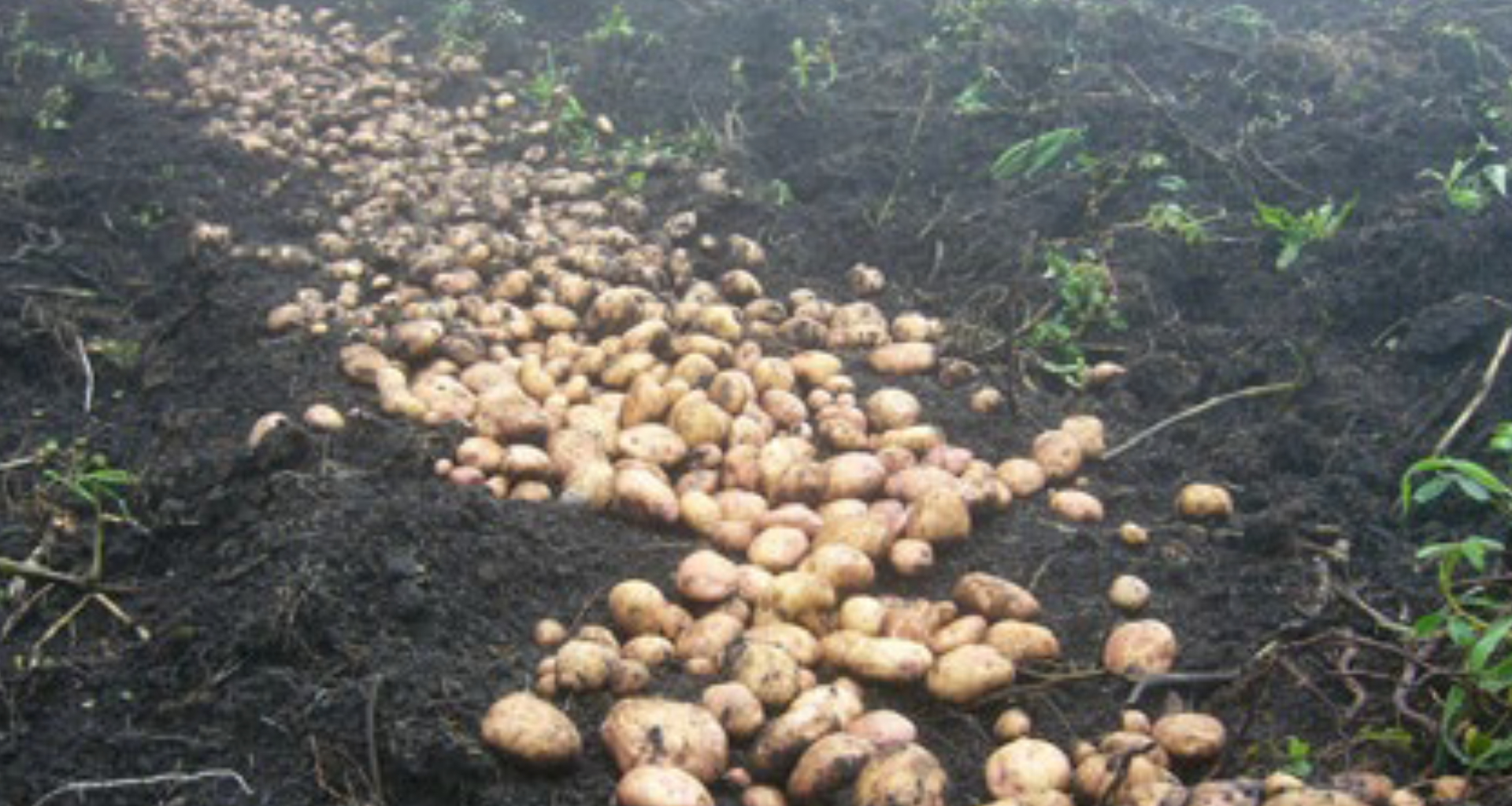 Control de Rhizoctonia solani en papa