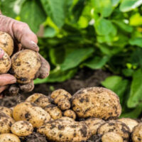 Sanidad y vigor la pieza clave de la productividad colombiana