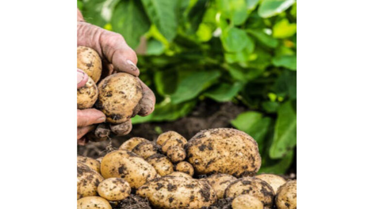 Sanidad y vigor la pieza clave de la productividad colombiana