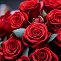 Flores frescas, viaje seguro