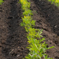 Interacciones Planta-Microorganismo El papel de los exudados radiculares en la dinámica del microbioma del suelo