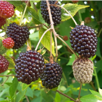 Tricotec® WG Bioplaguicida para el control del moho gris en cultivos de frutos rojos