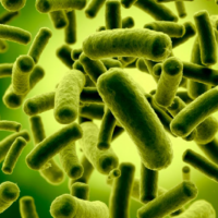 Bacillus pumilus como biocontrolador: Mecanismos generales del género, particularidades de la especie y perfil funcional de la cepa QST 2808–Sonata®.