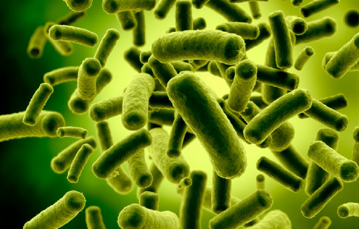 Bacillus pumilus como biocontrolador: Mecanismos generales del género, particularidades de la especie y perfil funcional de la cepa QST 2808–Sonata®.