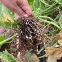 Nematodos y Fitonematodos: Enemigos invisibles de la agricultura moderna y estrategias sostenibles de manejo
