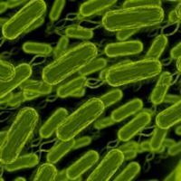 Serenade® el perfil de la cepa QST 713  No todos los Bacillus hablan el mismo idioma