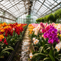Eficiencia en el fertirriego 5 claves de los quelatos para asegurar la calidad en flores de exportación