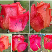 Control del moho gris en cultivos de rosas Tricotec® efectivo en control de pátógenos de alto riesgo