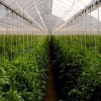 Biofit® RTU Bioestimulante de actividad rizosférica El éxito de la "biología a medida" para cada cultivo