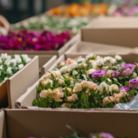 Zosma® Una nueva dimensión en movilidad sistémica para el control de trips en flores de exportación